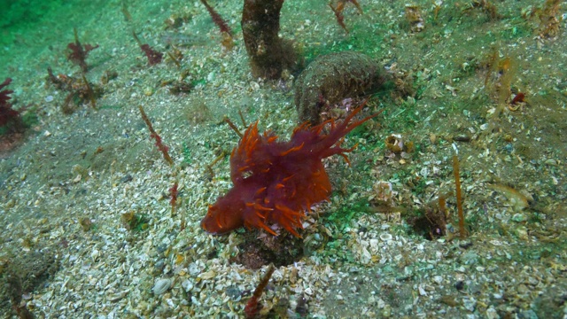 特写:红色裸鳃海葵管海底-蒙特利，加利福尼亚州视频素材