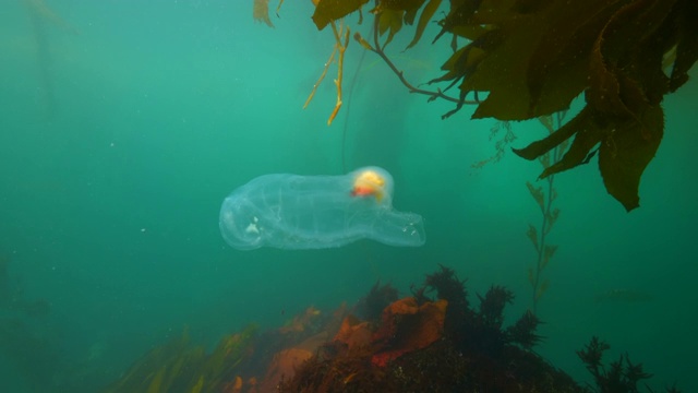 在海底的珊瑚和海藻周围游动——加州蒙特雷视频素材