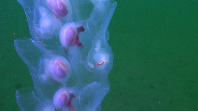 特写:加州蒙特雷海洋中发光的樽海藻的极端细节视频素材