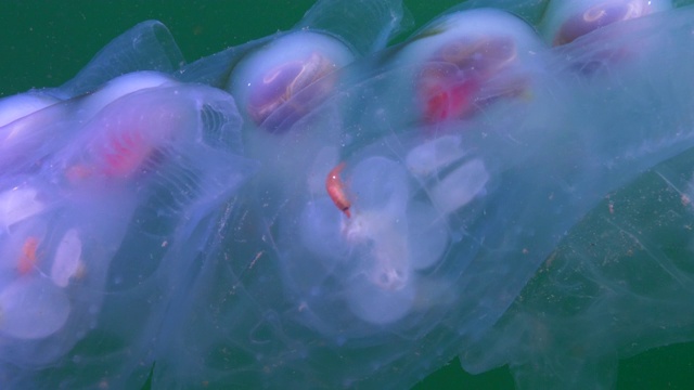 慢镜头:透明的海藻链与发光的身体漂浮在海洋-蒙特利，加利福尼亚视频素材