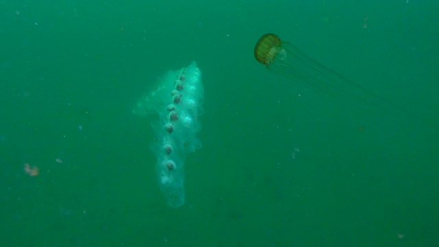 慢镜头:水母链和水母一起漂浮在深海里——加州蒙特雷视频素材