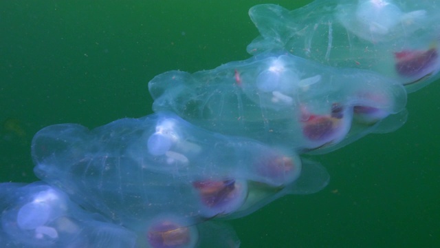 慢镜头:透明的樽海鞘以链状漂浮在加州蒙特雷的海底视频素材