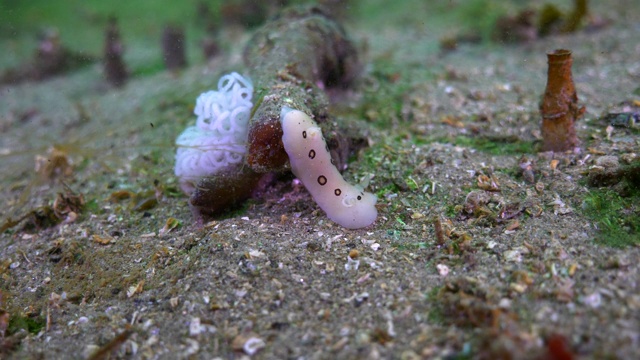 慢镜头:在加利福尼亚州蒙特雷的深海中发现的裸鳃食管海葵视频素材