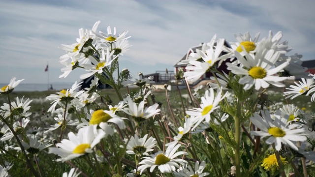 潘:焦点从惊人的北欧建筑跨越草地到野生雏菊-迪斯科湾，格陵兰视频素材