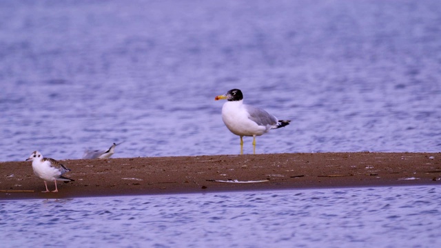 大黑头鸥(Larus ichthyaetus)站在浅水中休息。红头鸥在附近奔跑。视频素材