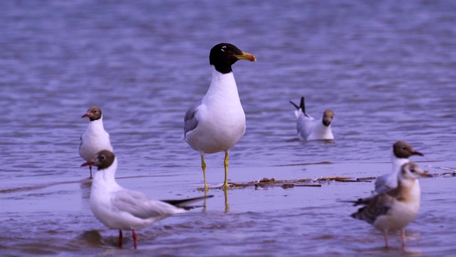 大黑头鸥(Larus ichthyaetus)站在浅水中休息。红头鸥在附近奔跑。视频素材