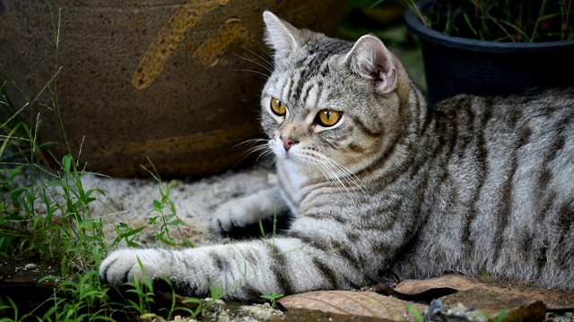 近距离观察虎斑猫美丽的黄色眼睛视频素材