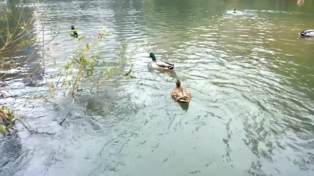 水里有公鸭和母鸭视频素材