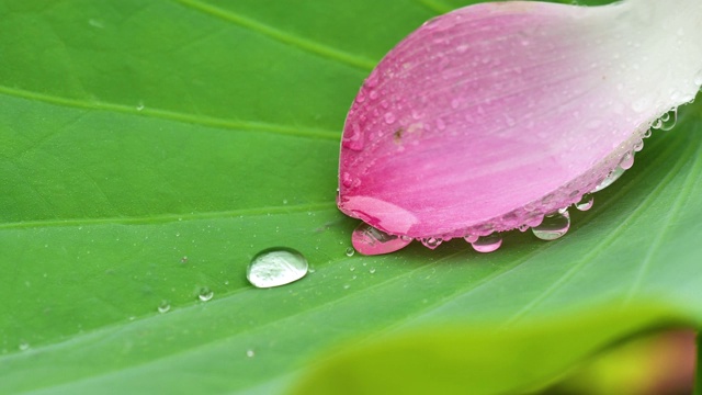 近景雨滴落在大自然鲜绿的荷叶上，雨滴在热带疏水表面的叶子上跳舞滚动，然后雨水从荷叶上流下，慢镜头，4k镜头。视频素材