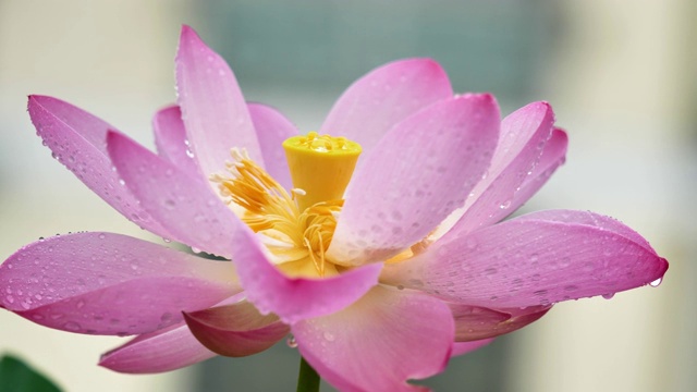 美丽的粉红莲花在雨天摇曳，近景，慢镜头，4k镜头。视频素材