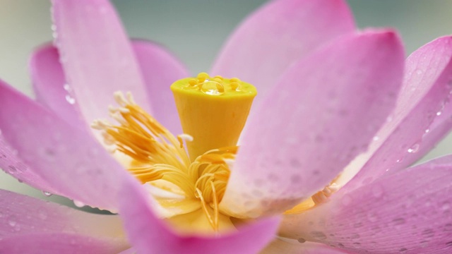 美丽的粉红莲花在雨天摇曳，近景，慢镜头，4k镜头。视频素材