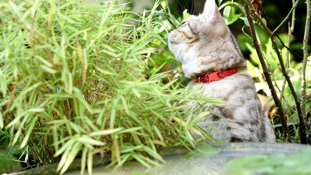 可爱的小猫，有着美丽的黄眼睛，在花园里的莲花陶土盆里喝水视频素材