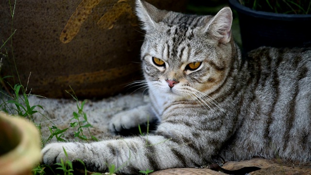 近距离观察虎斑猫美丽的黄色眼睛视频素材