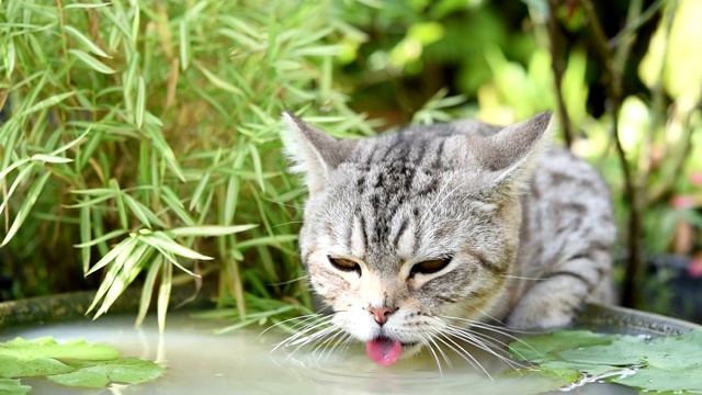 可爱的小猫，有着美丽的黄眼睛，在花园里的莲花陶土盆里喝水视频素材