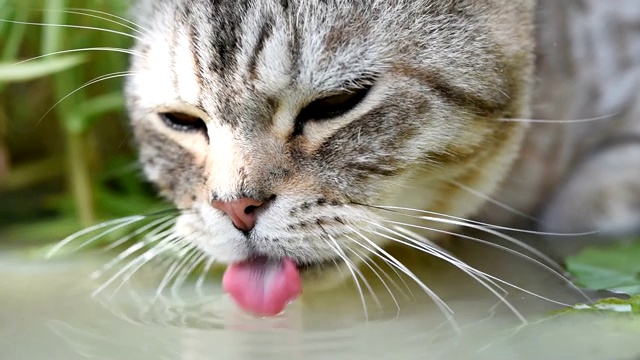 可爱的小猫，有着美丽的黄眼睛，在花园里的莲花陶土盆里喝水视频素材