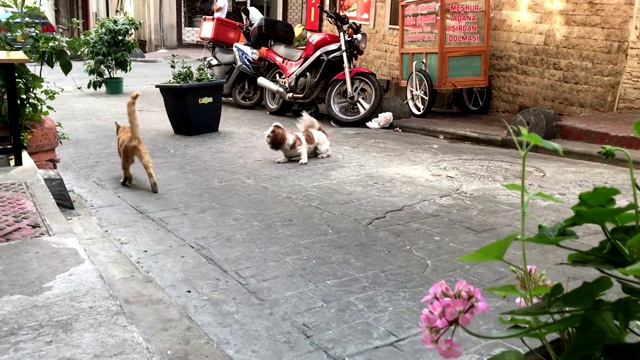 外面大街上的猫狗大战视频素材