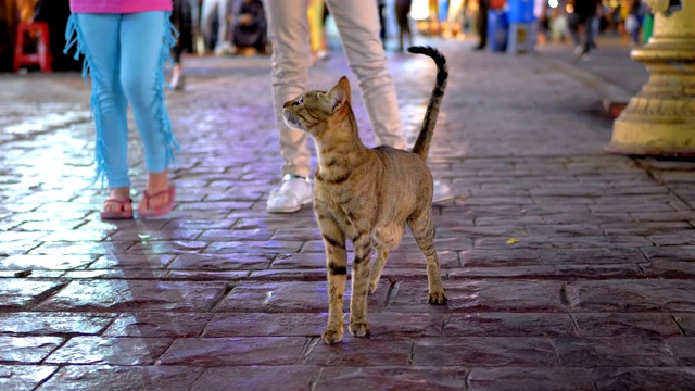 无家可归的灰色埃及猫在埃及夜间繁忙的街道上徘徊视频素材