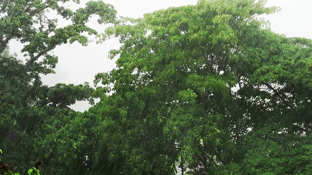 热带雨林的雨季里大雨滂沱视频素材