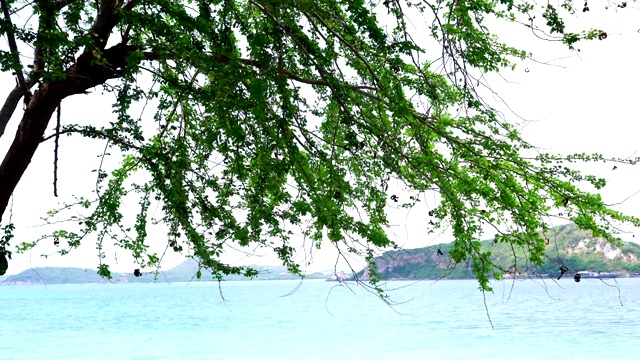 在阳光明媚的日子里，在泰国海滩上美丽的背景的树木风景岛屿蓝色的海景。美丽的景色，热带岛屿的海Samsarn岛Sattahip视频素材