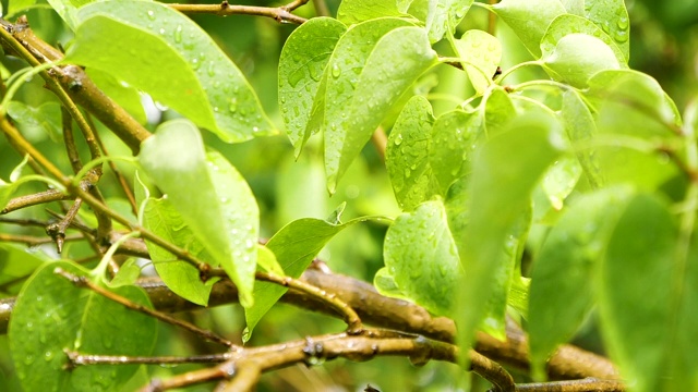 雨后自然背景概念树叶慢动作水滴视频下载