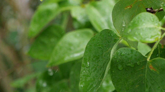 特写慢动作的树叶和开始下雨的自然背景镜头视频下载