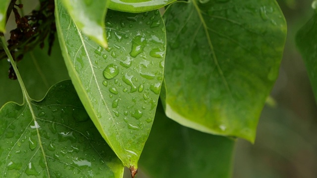 雨后自然背景概念树叶慢动作水滴视频下载