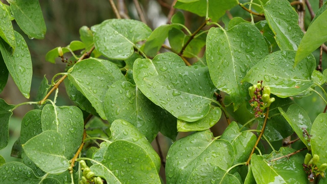 雨后的自然背景概念与树叶和水滴视频下载