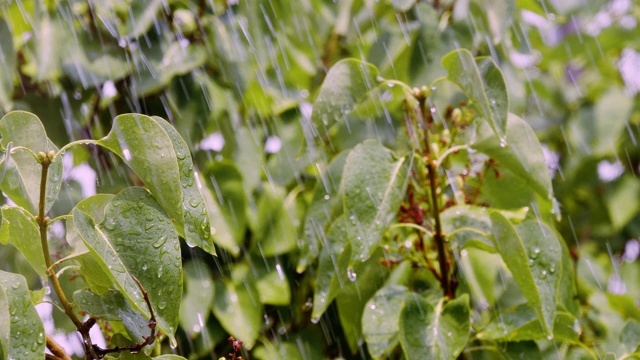 特写的夏季淋浴雨与树叶自然背景视频下载