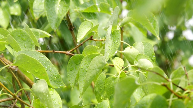 特写的夏季淋浴雨与树叶自然背景视频下载