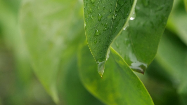 雨后自然背景概念树叶慢动作水滴视频下载