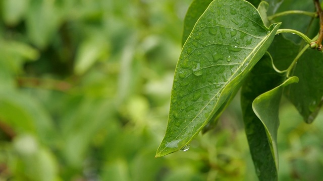 雨后自然背景概念树叶慢动作水滴视频下载