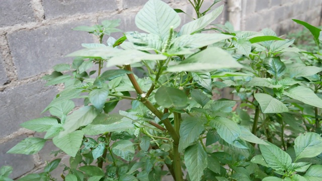 新鲜菠菜叶子视频素材