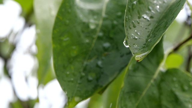 雨后自然背景概念树叶慢动作水滴视频下载