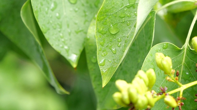 雨后自然背景概念树叶慢动作水滴视频下载