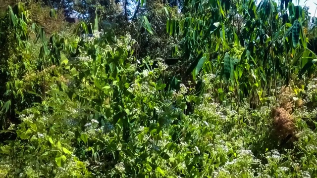 阳光明媚的乡村农业区植物田的野生植物和灌木视频素材