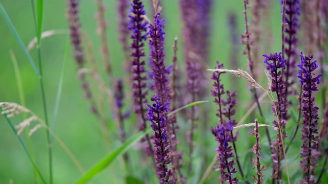 大黄蜂采集花蜜。视频下载