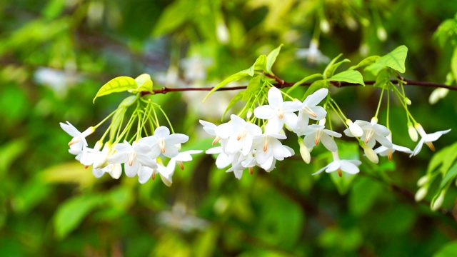 白花在风中摇曳。视频素材