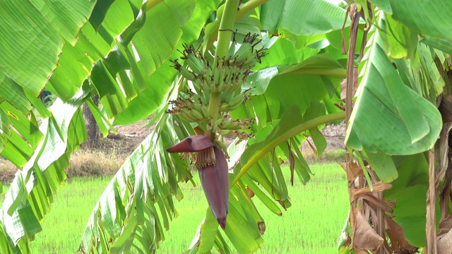 香蕉花视频素材