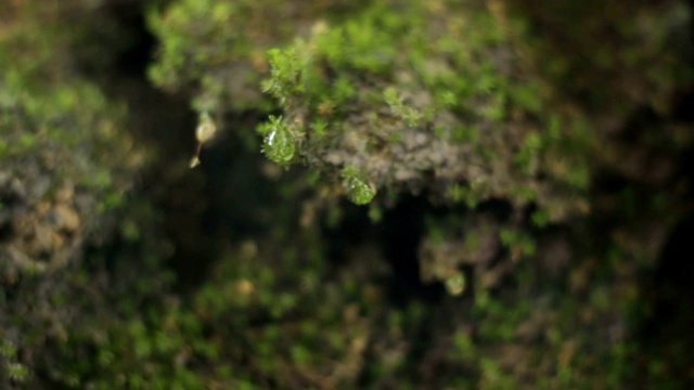 石头和青苔上的水滴视频素材