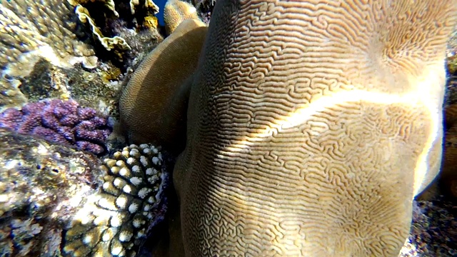 珊瑚礁和海洋生物视频素材