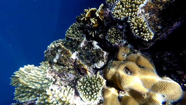 珊瑚礁和海洋生物视频素材