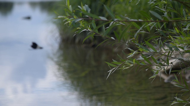 蜻蜓在水边飞视频素材