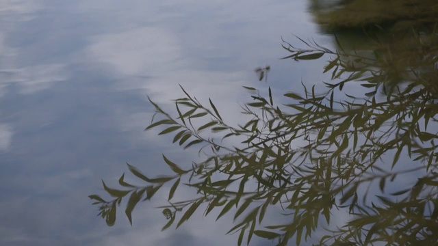 蜻蜓在水边飞视频素材