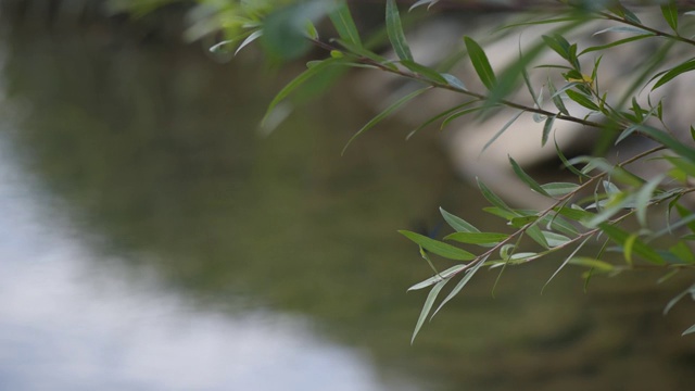 蜻蜓在水边飞视频素材