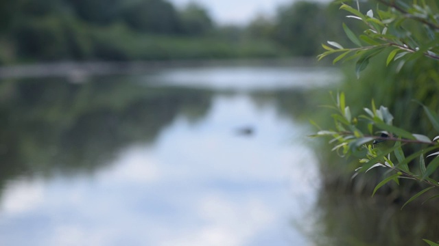 蜻蜓在水边飞视频素材