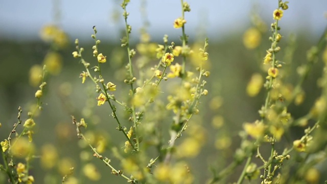 这个学名叫做Verbascum，在安纳托利亚被称为Sigirkuyrugu花。
土耳其安纳托利亚/ 11/04/2015视频素材