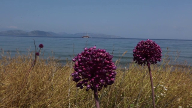 这种花名叫Kiyi Sarimsagi(海岸大蒜)。它生长在土耳其的艾丁市。
艾登/土耳其11/05/2015视频素材