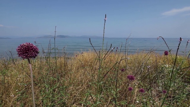 这种花名叫Kiyi Sarimsagi(海岸大蒜)。它生长在土耳其的艾丁市。
艾登/土耳其11/05/2015视频素材