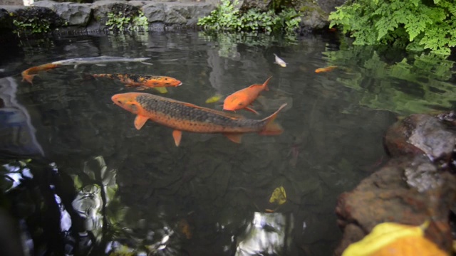 日本池塘鱼视频素材