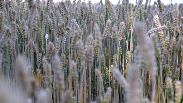 麦田。成熟的小麦、黑麦或其他谷类植物的穗子在风中摇摆。视频素材